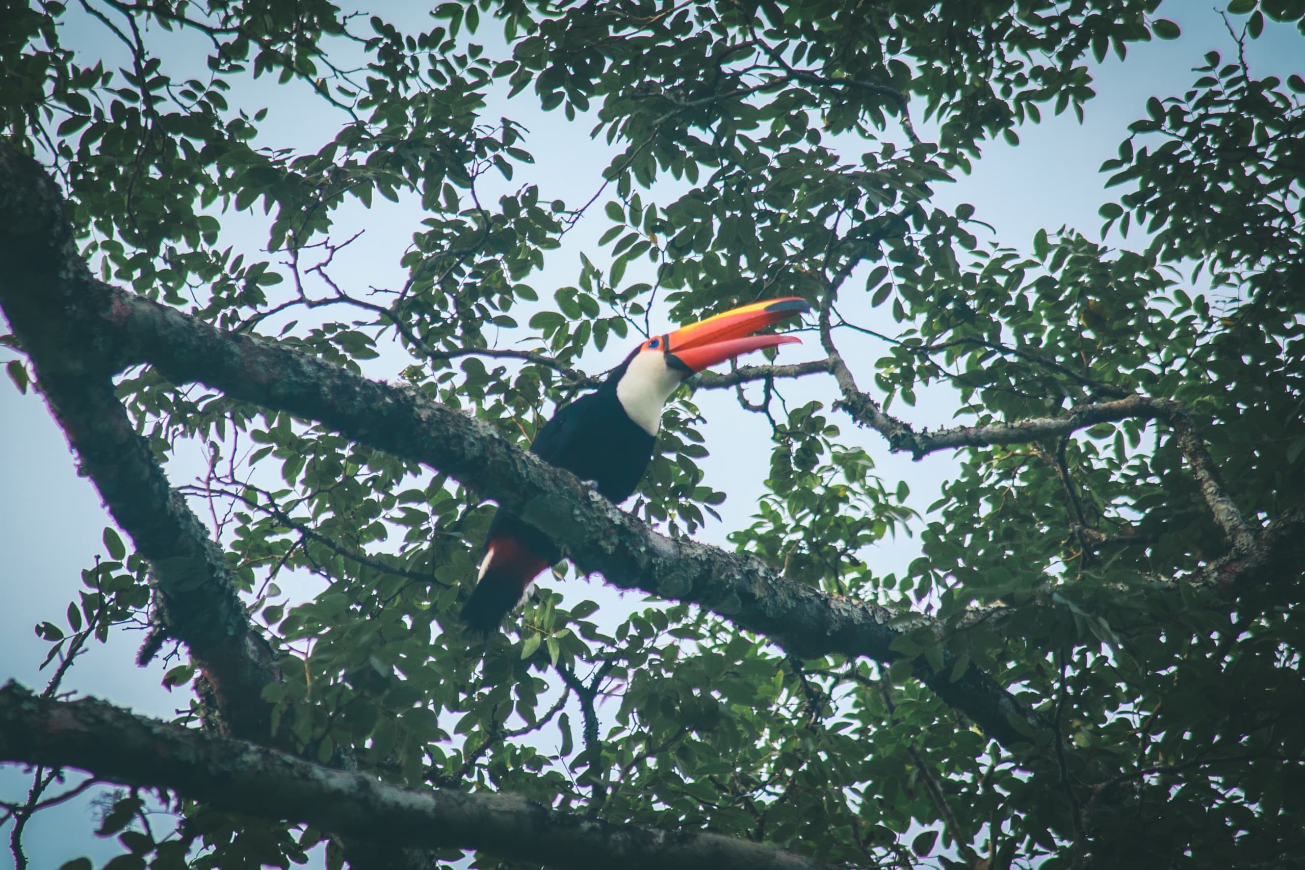 Fauna silvestre en la selva subtropical del Parque Nacional Iguazú, Argentina