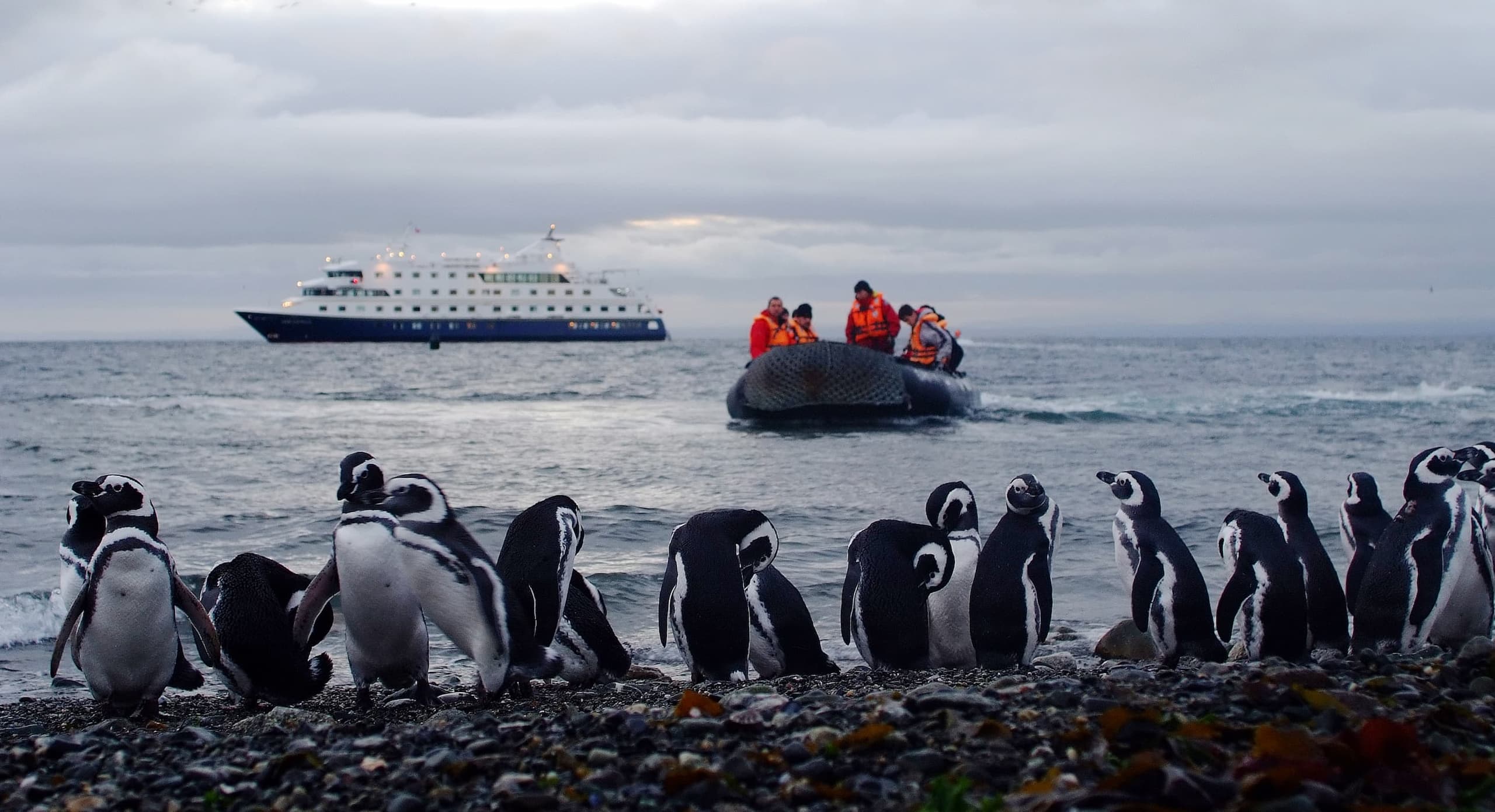 Pigüinos de Magallanes en Isla Magdalena, Crucero Australis