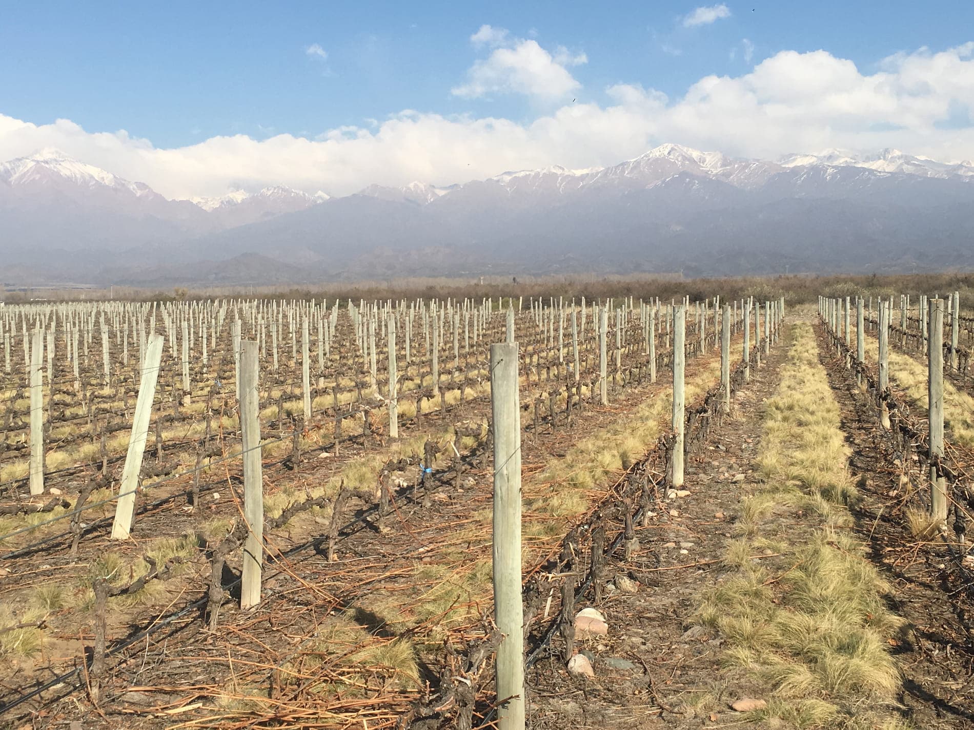 Viñedos con los Andes nevados al fondo en el Valle de Uco, Mendoza, Argentina