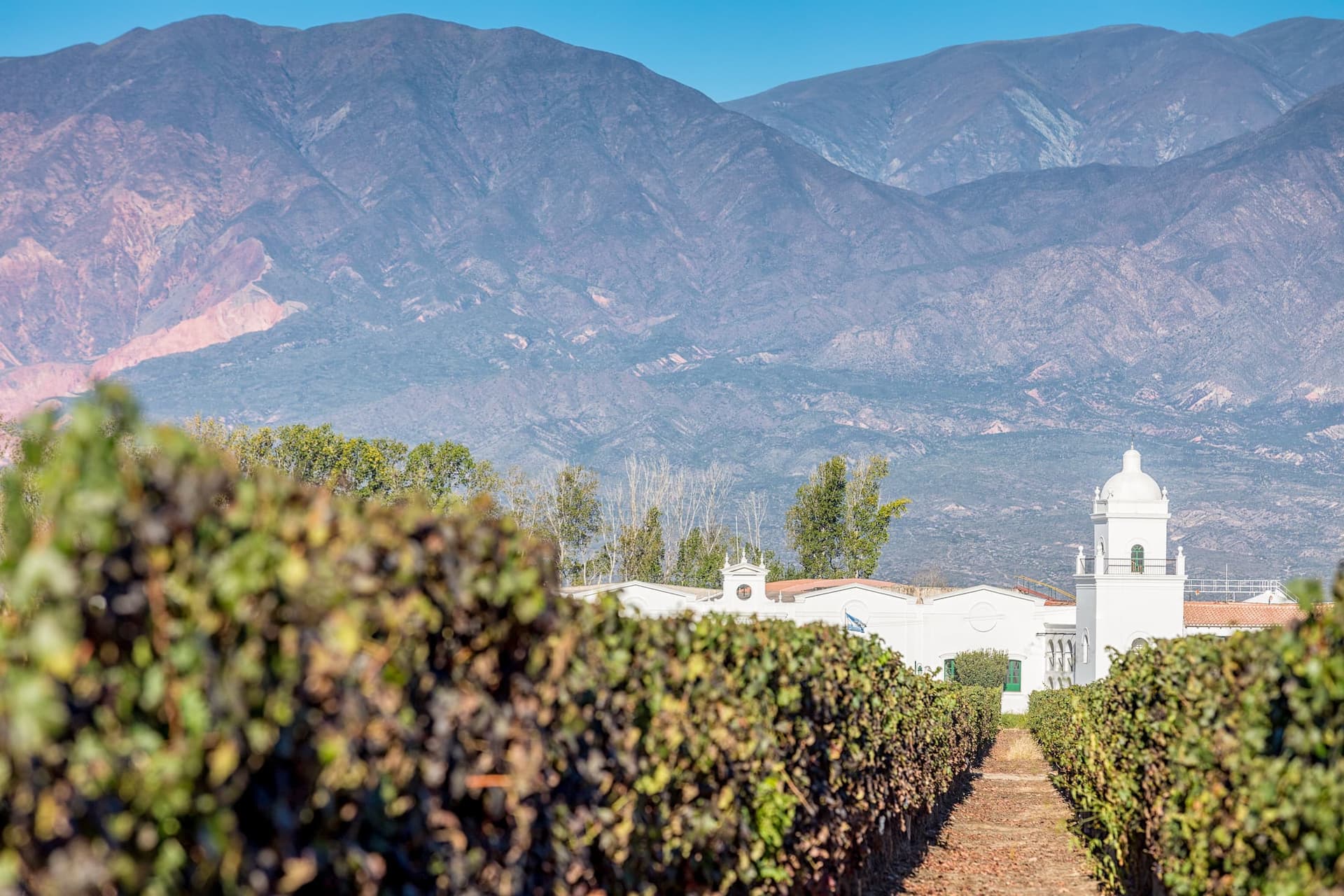 Viñedo y bodega en los Valles Calchaquíes, Cafayate, Salta, Argentina