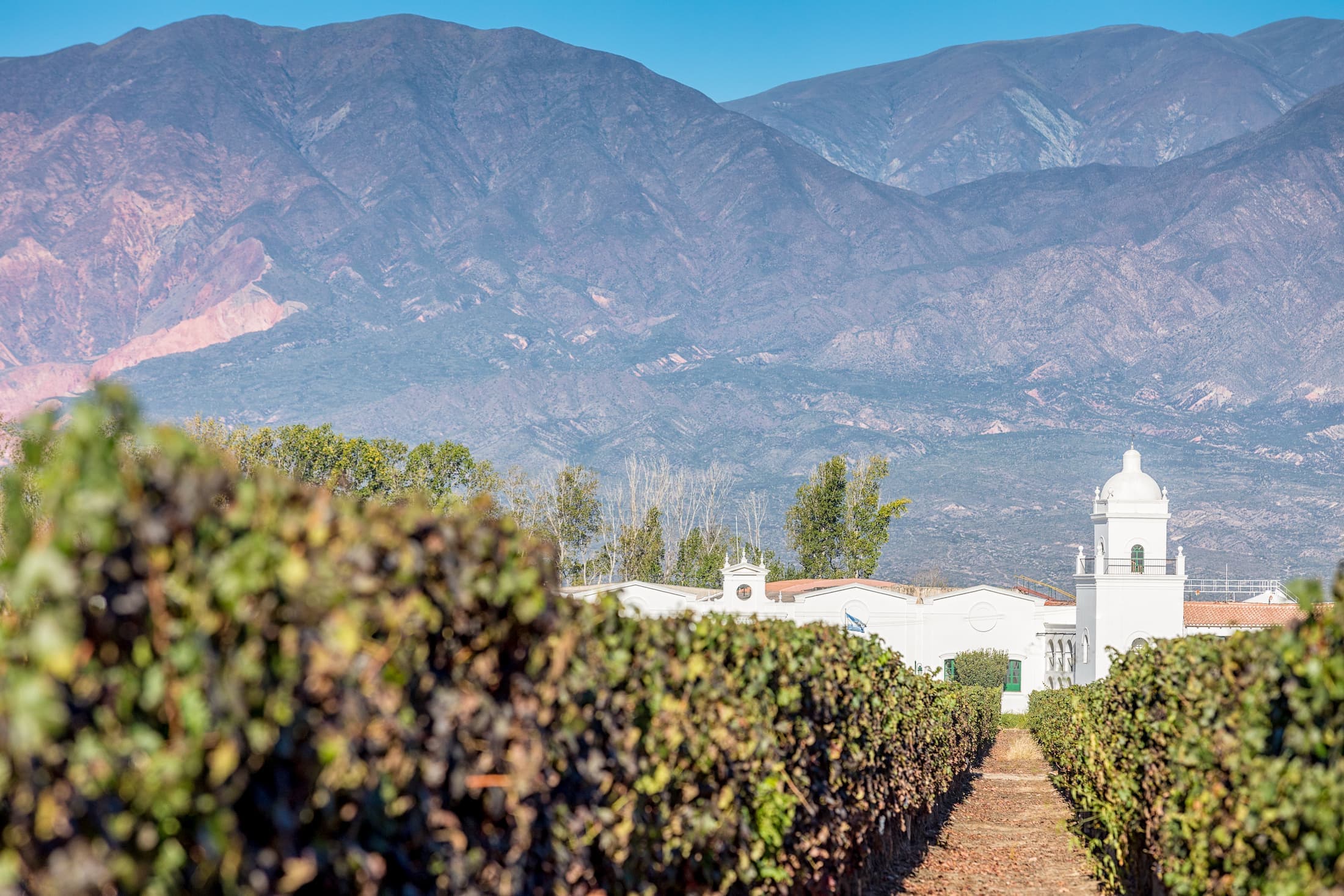 Viñedo y bodega en los Valles Calchaquíes, Cafayate, Salta, Argentina
