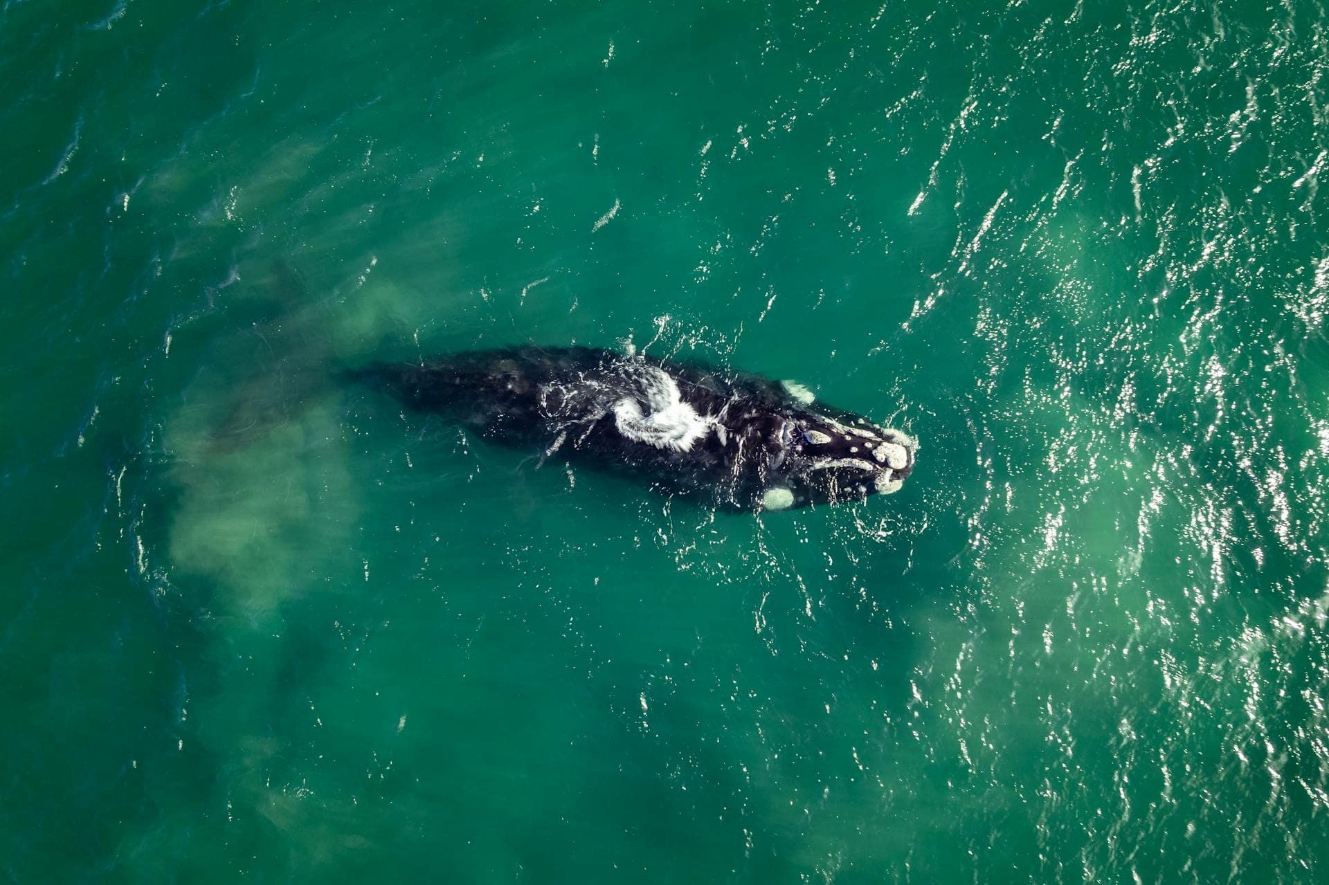 Ballena franca austral en las aguas de Puerto Madryn, vista aérea