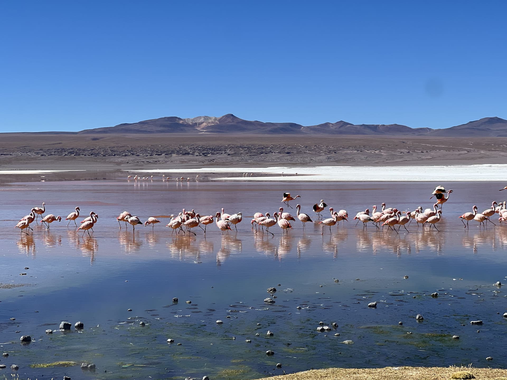 Flamencos en la Laguna Colorada, Reserva Natural Eduardo Avaroa, Bolivia