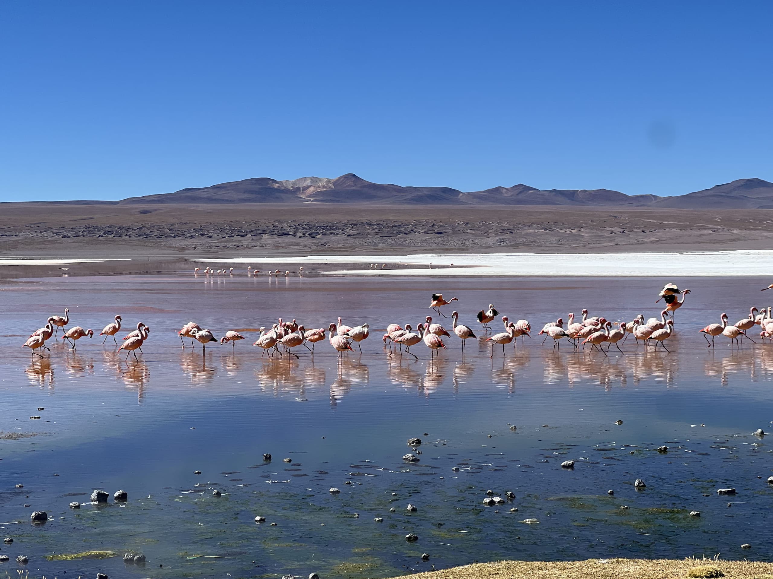 Flamencos en la Laguna Colorada, Reserva Natural Eduardo Avaroa, Bolivia