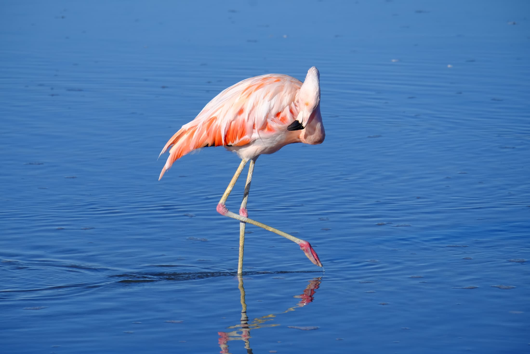 Flamenco chileno con una pata levantada observando las aguas de la Laguna Chaxa en el Salar de Atacama, Chile