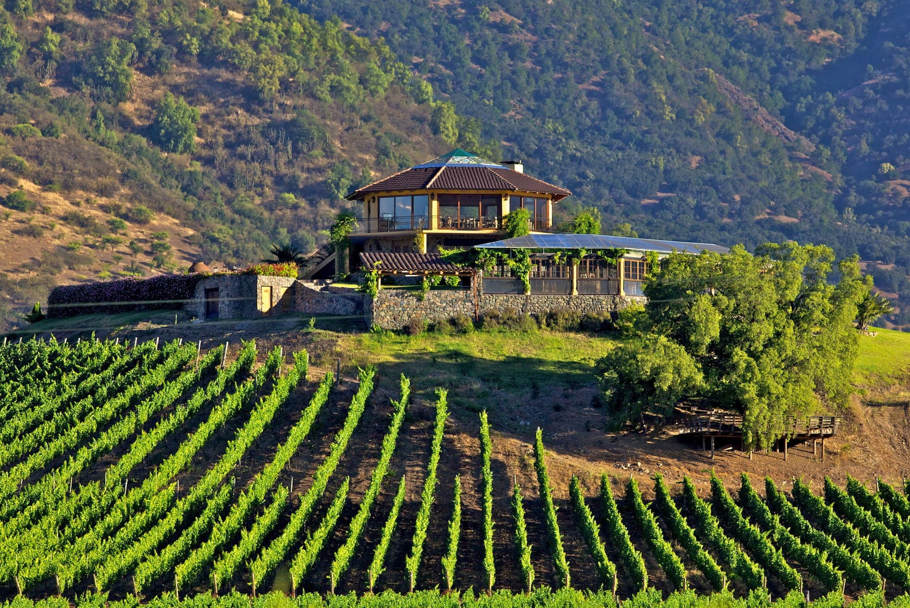 Paisaje de viñedos en Viña Santa Cruz, Valle de Colchagua, Chile