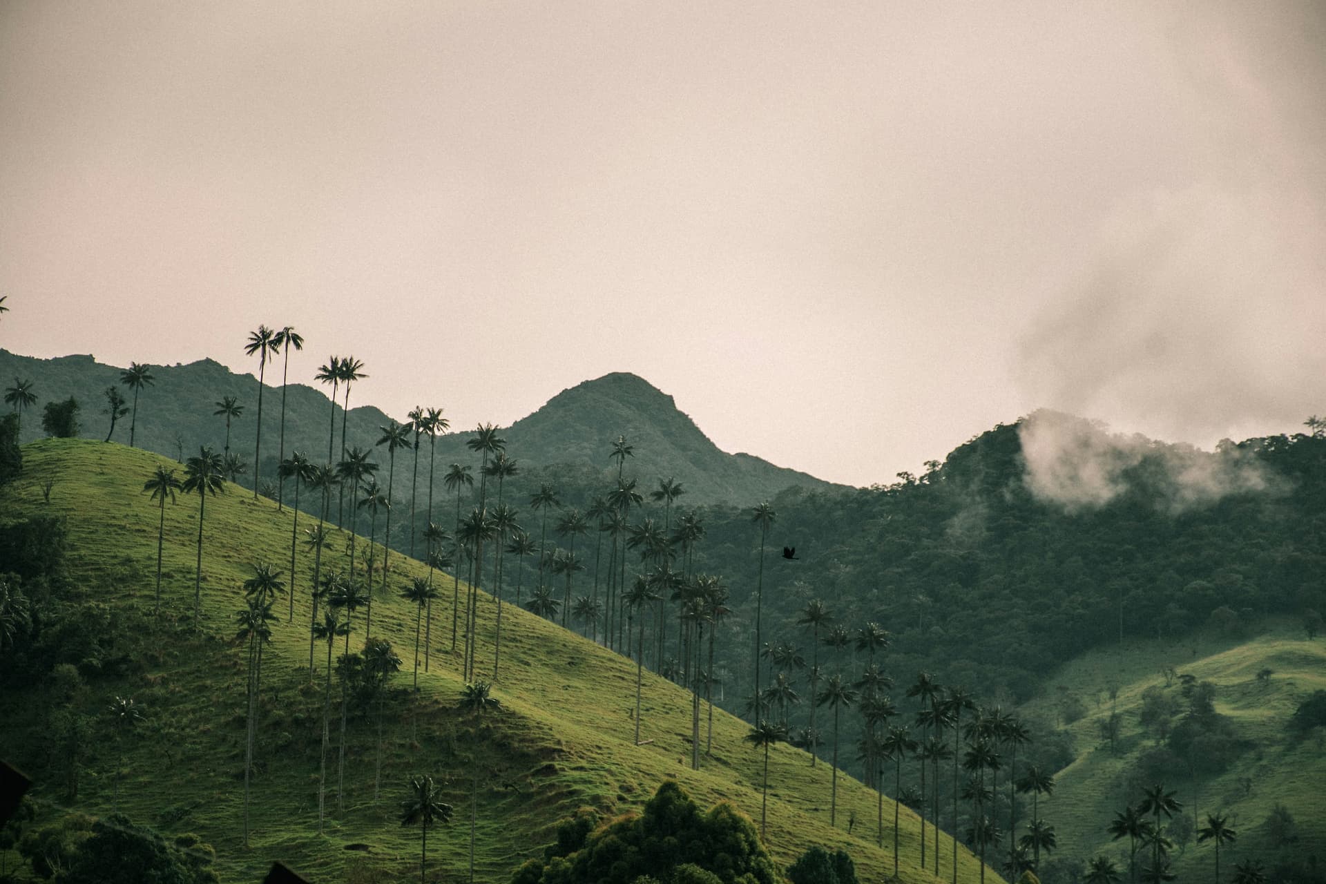 Valle del Cocora, Eje Cafetero, Colombia