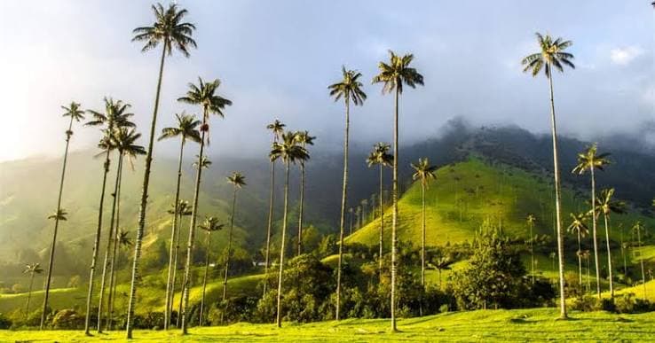 Palmeras en valle del Cocora Colombia