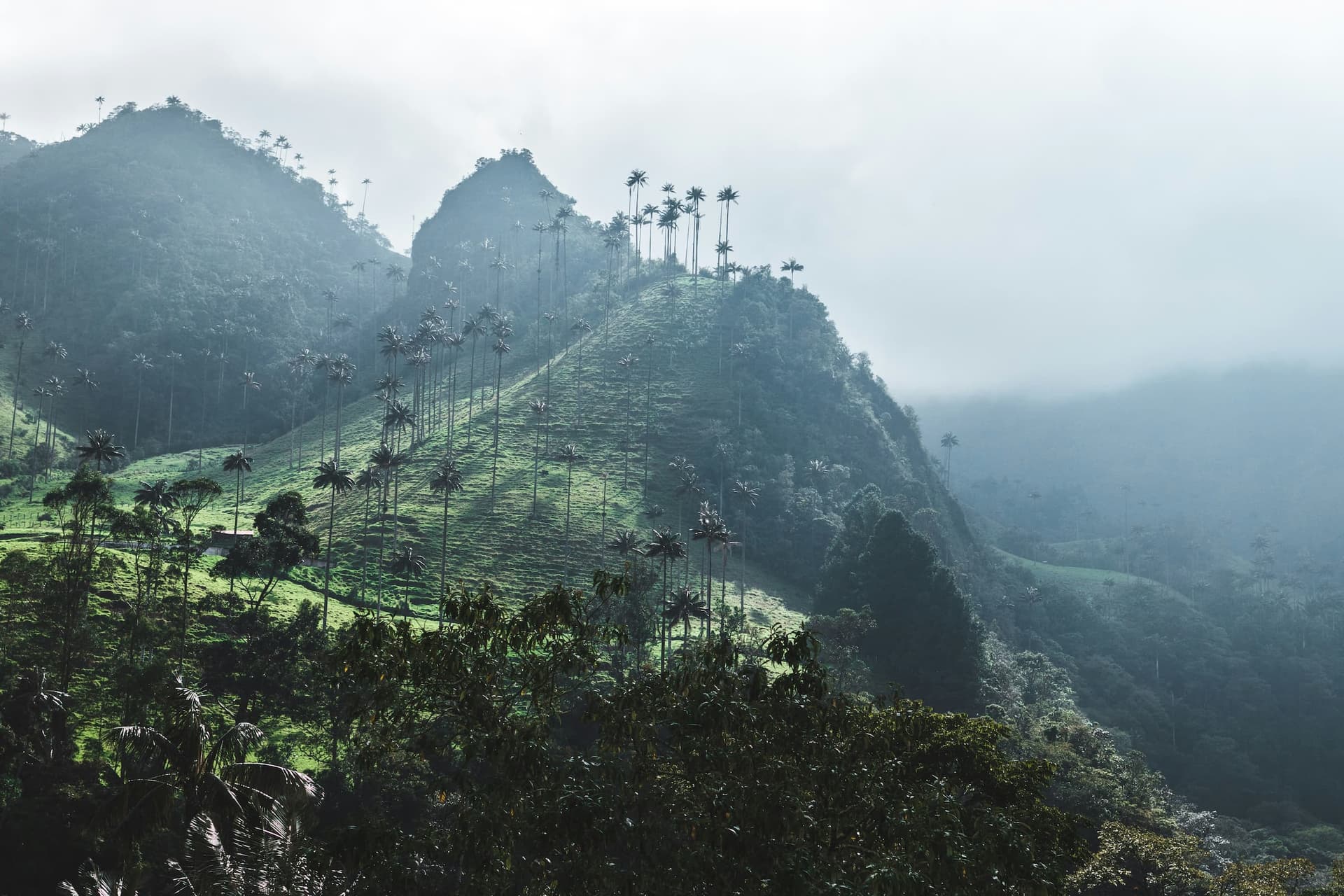 Palmas de cera en el valle de Cocora, Salento, Quindío, Colombia