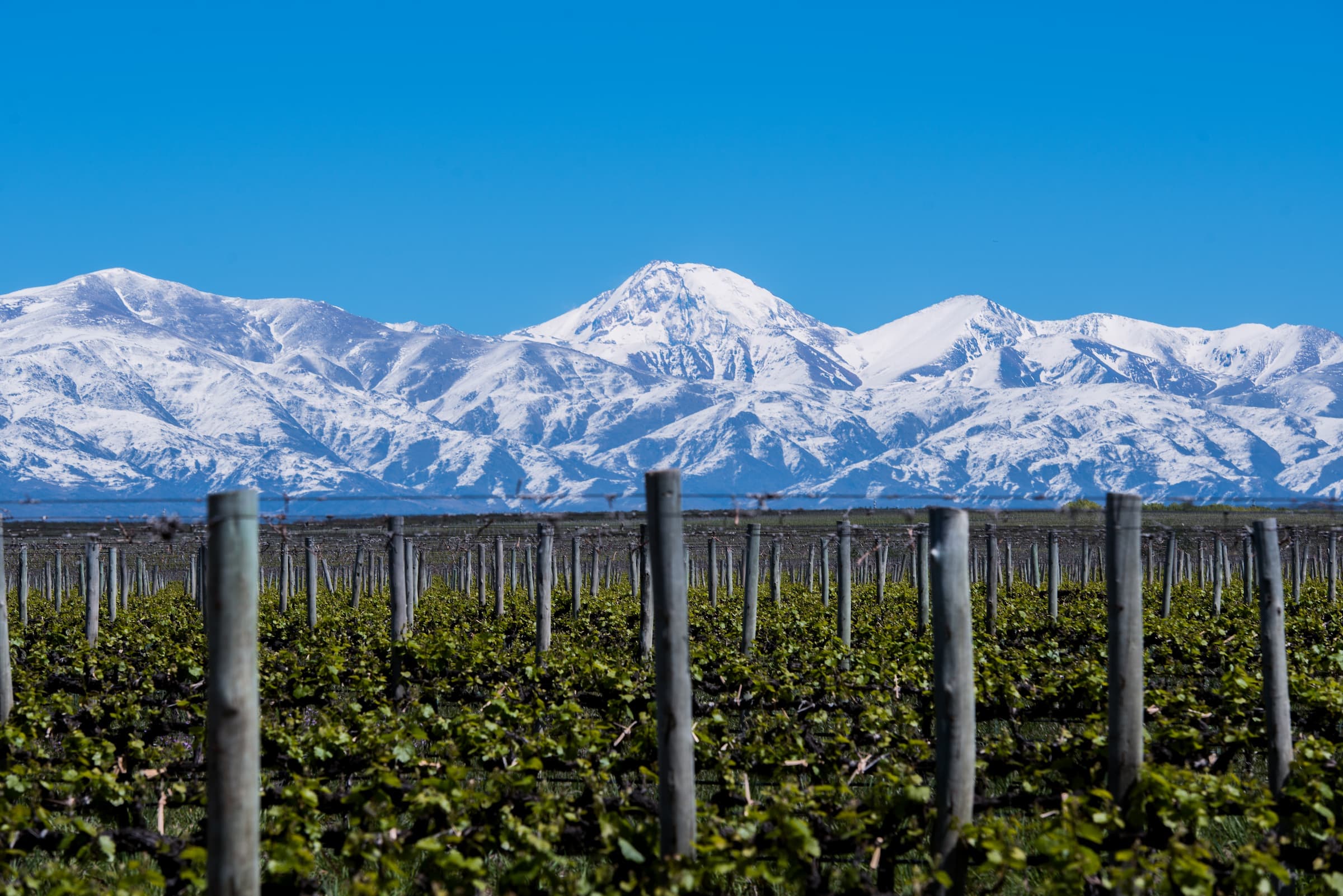 El Cono Sur en copa: viñedos, bodegas y ciudades