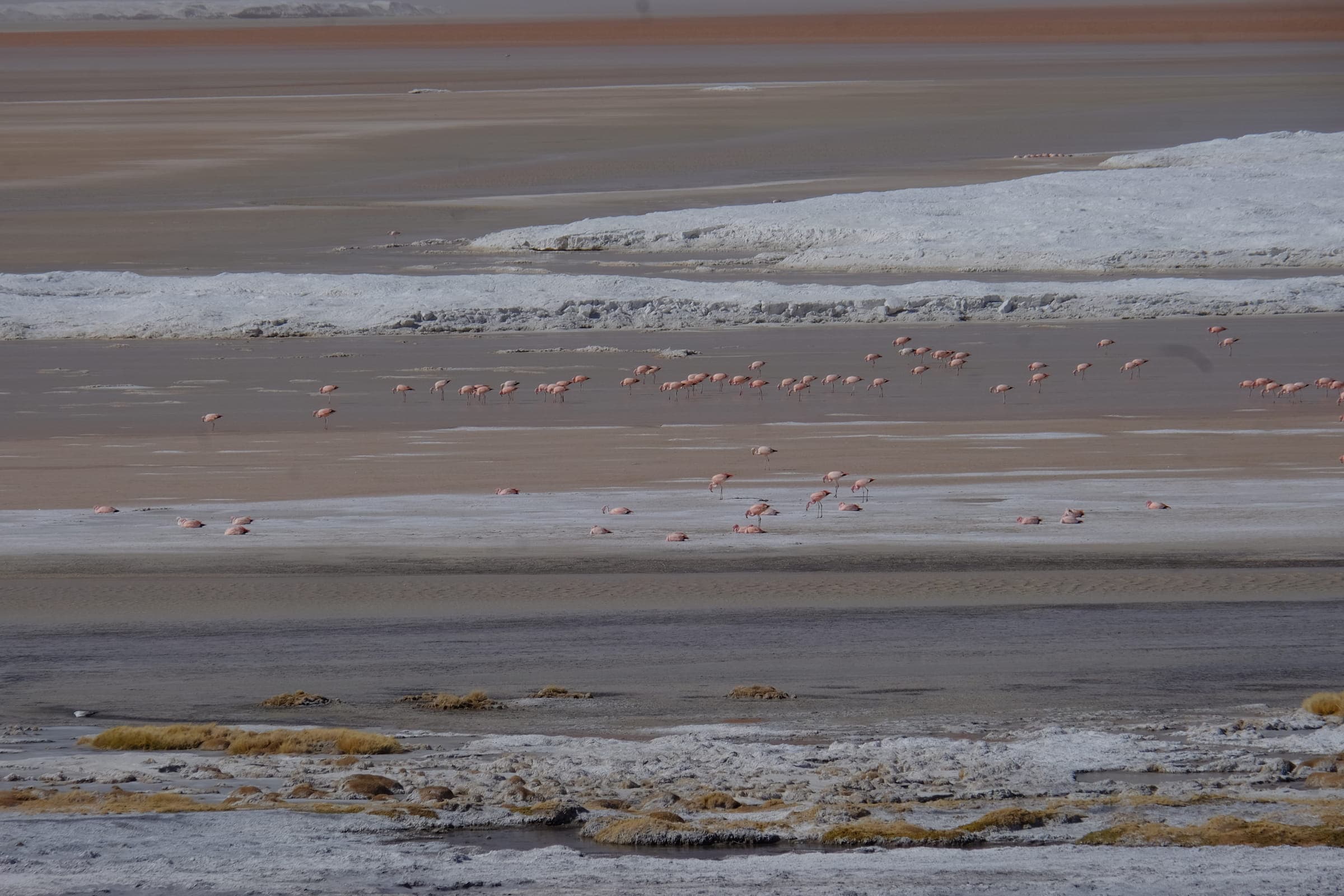 Flamencos en la Laguna Colorada, Reserva Natural Eduardo Avaroa, Bolivia
