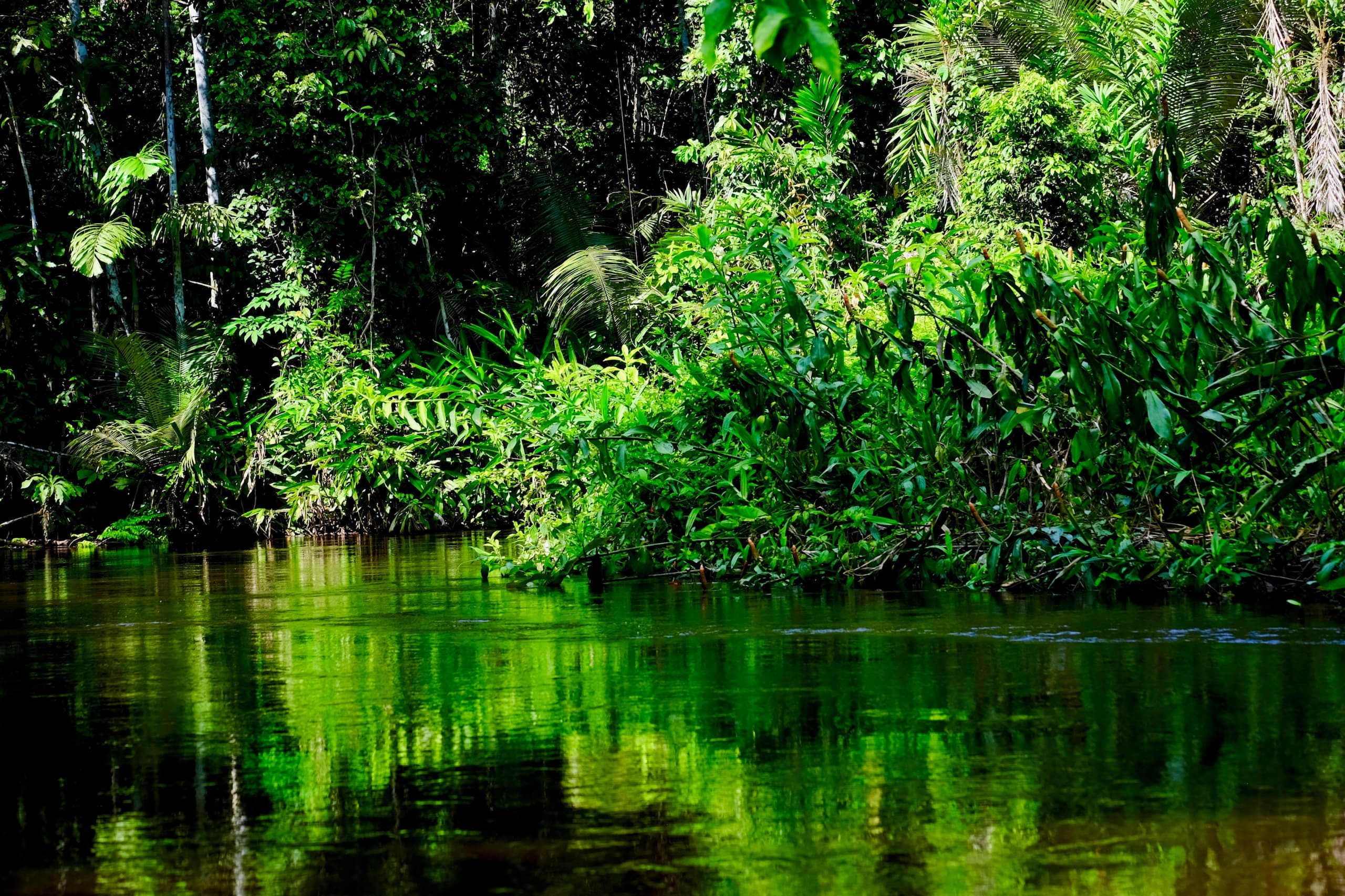 Selva amazónica en la Reserva de Pacaya Samiria, Iquitos, Perú