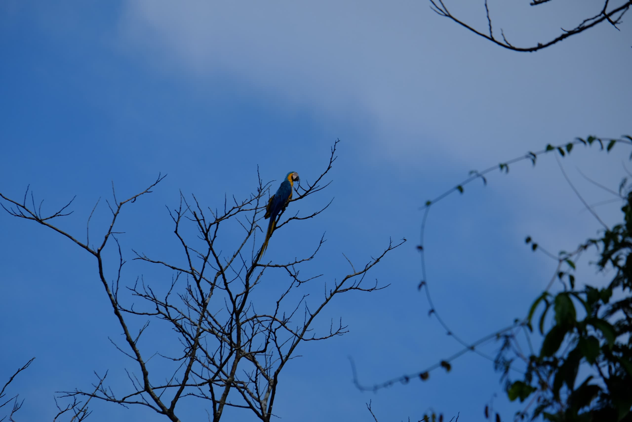 Guacamayo en la Reserva de Pacaya Samiria, Iquitos, Perú
