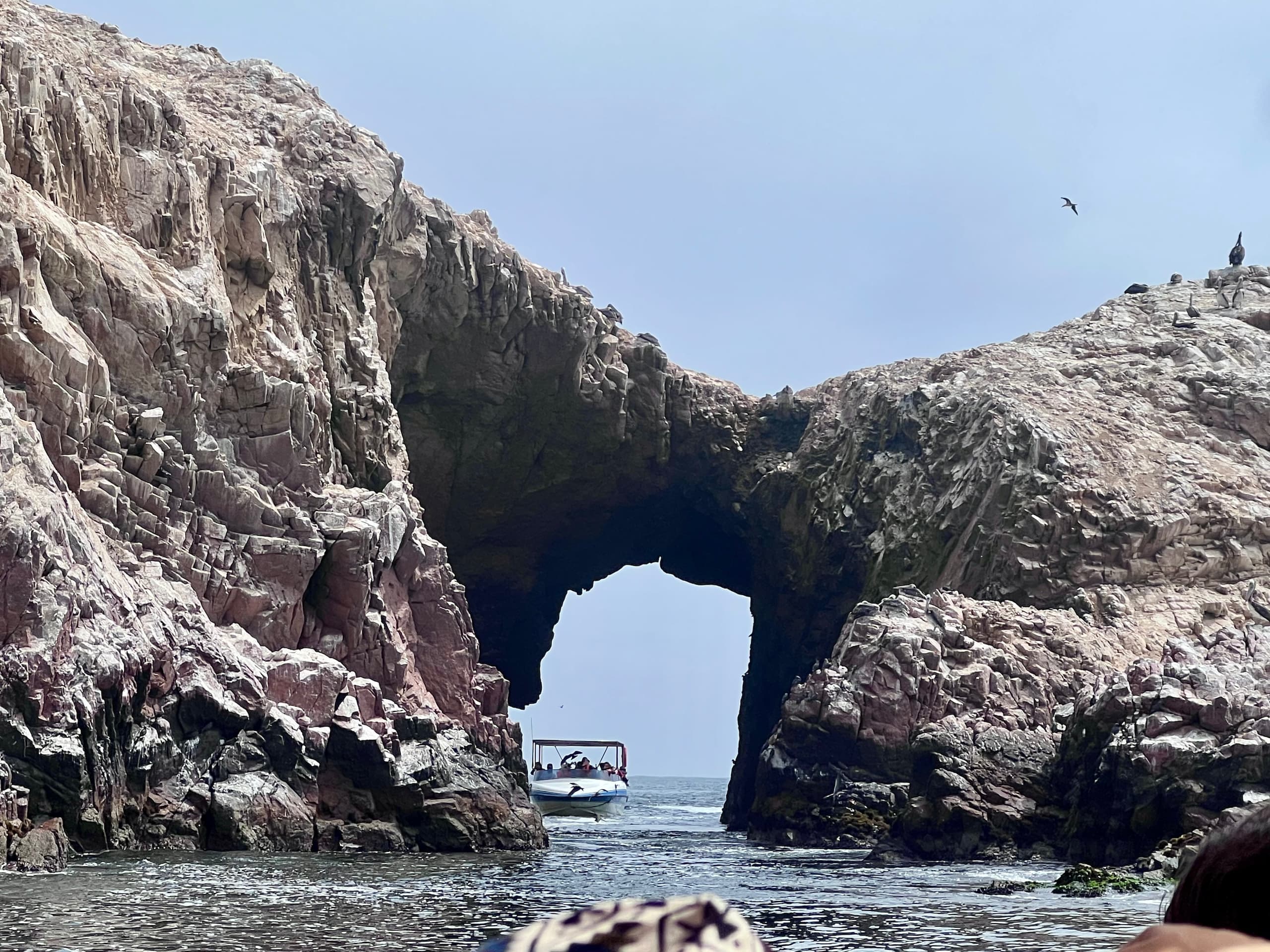 Lobos marinos en las Islas Ballestas, costa de Paracas, Perú