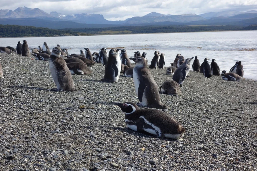 Fauna en la Patagonia argentina según la mejor época para viajar Pingüinos en la costa de la Patagonia argentina, destino ideal según la mejor época para viajar a Argentina.